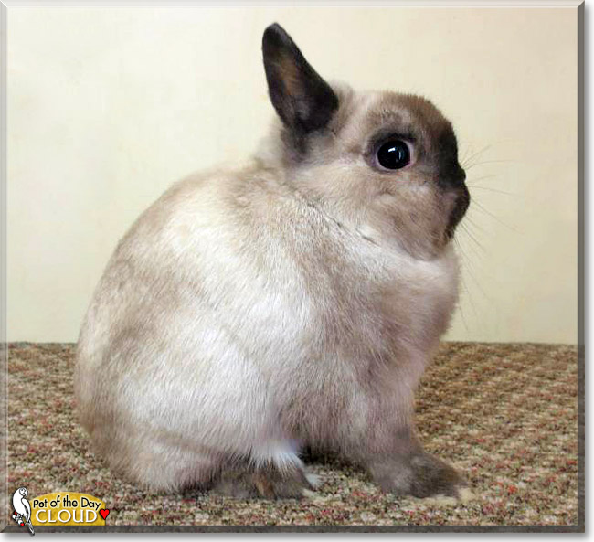 Cloud, the Pet of the Day Cloud, the Pet of the Day