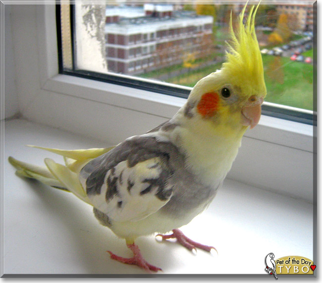 Tybo, the Pet of the Day Tybo, the Pet of the Day