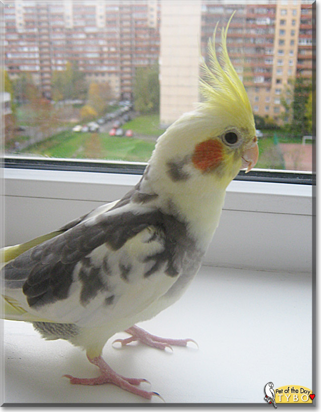 Tybo, the Pet of the Day Tybo, the Pet of the Day