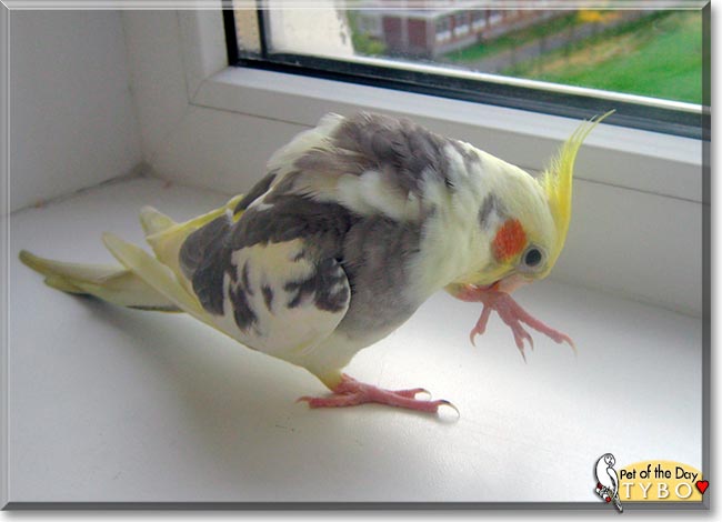 Tybo, the Pet of the Day Tybo, the Pet of the Day