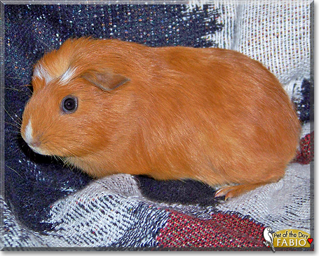 Fabio, the Pet of the Day Fabio, the Pet of the Day