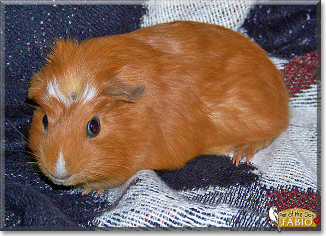 Fabio, the Pet of the Day Fabio, the Pet of the Day