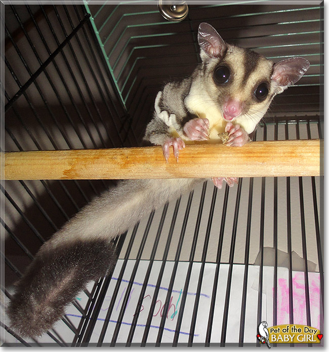 Baby Girl, the Pet of the Day Baby Girl, the Pet of the Day