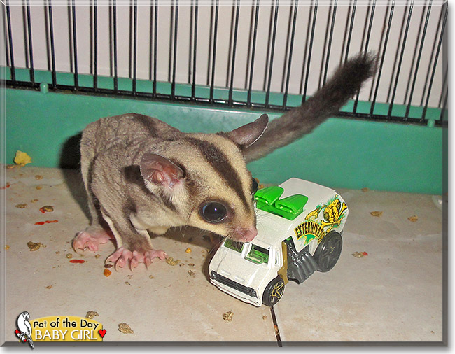 Baby Girl, the Pet of the Day Baby Girl, the Pet of the Day