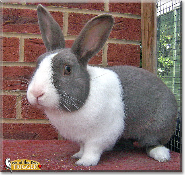 Trigger, the Pet of the Day Trigger, the Pet of the Day