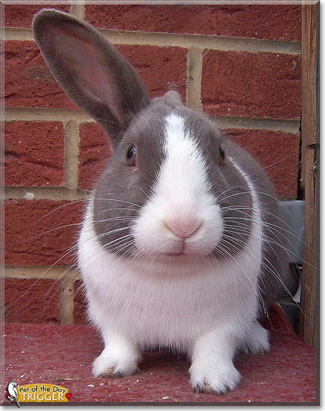 Trigger, the Pet of the Day Trigger, the Pet of the Day