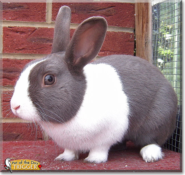 Trigger, the Pet of the Day Trigger, the Pet of the Day