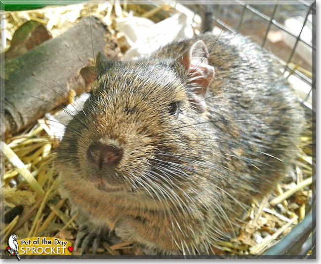 Sprocket, the Pet of the Day Sprocket, the Pet of the Day