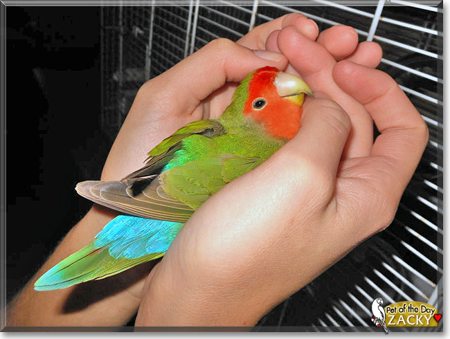 Zacky, the Pet of the Day