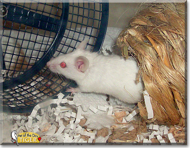 Tiger, the Pet of the Day Tiger, the Pet of the Day