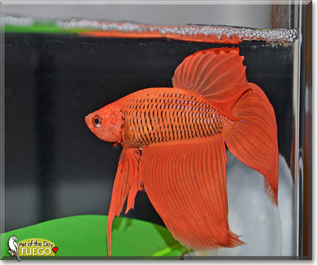 Fuego, the Pet of the Day Fuego, the Pet of the Day