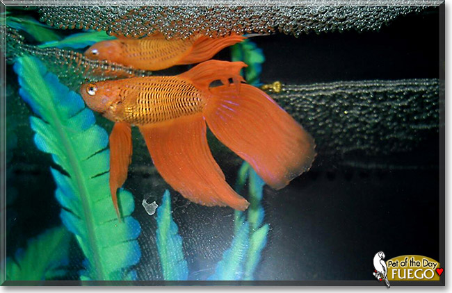Fuego, the Pet of the Day Fuego, the Pet of the Day