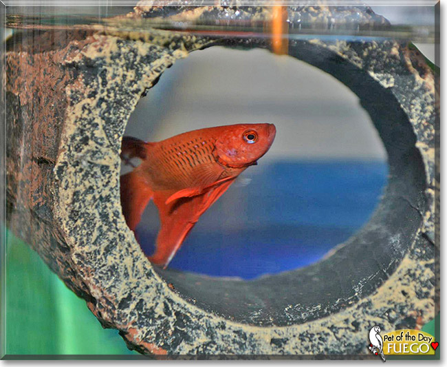Fuego, the Pet of the Day Fuego, the Pet of the Day