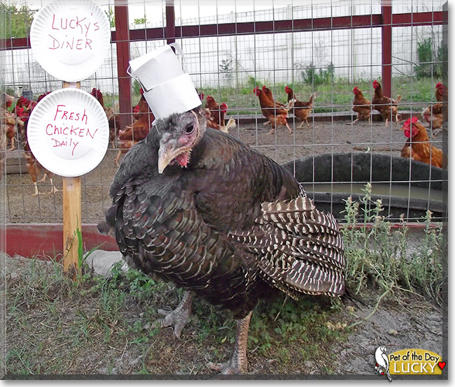 Lucky, the Pet of the Day Lucky, the Pet of the Day