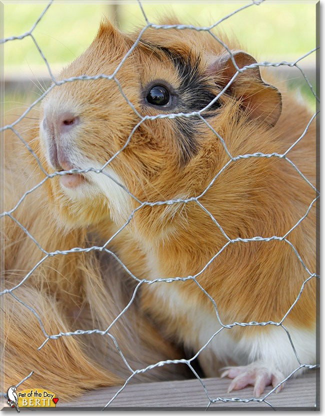 Berti, the Pet of the Day Berti, the Pet of the Day