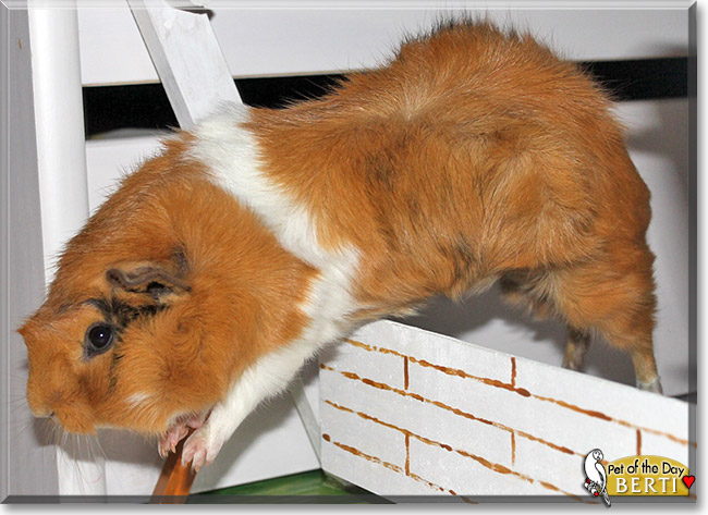 Berti, the Pet of the Day Berti, the Pet of the Day