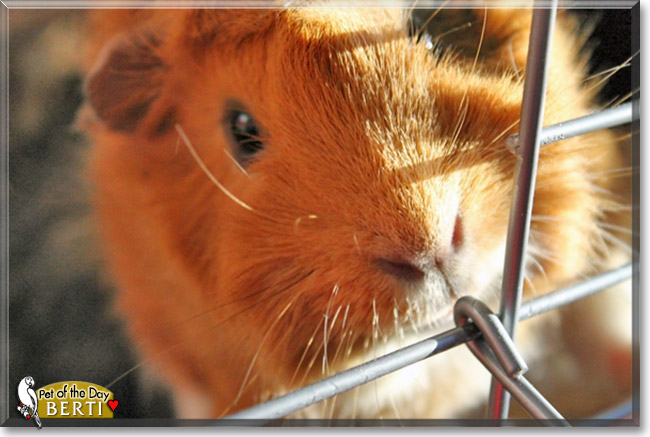 Berti, the Pet of the Day Berti, the Pet of the Day