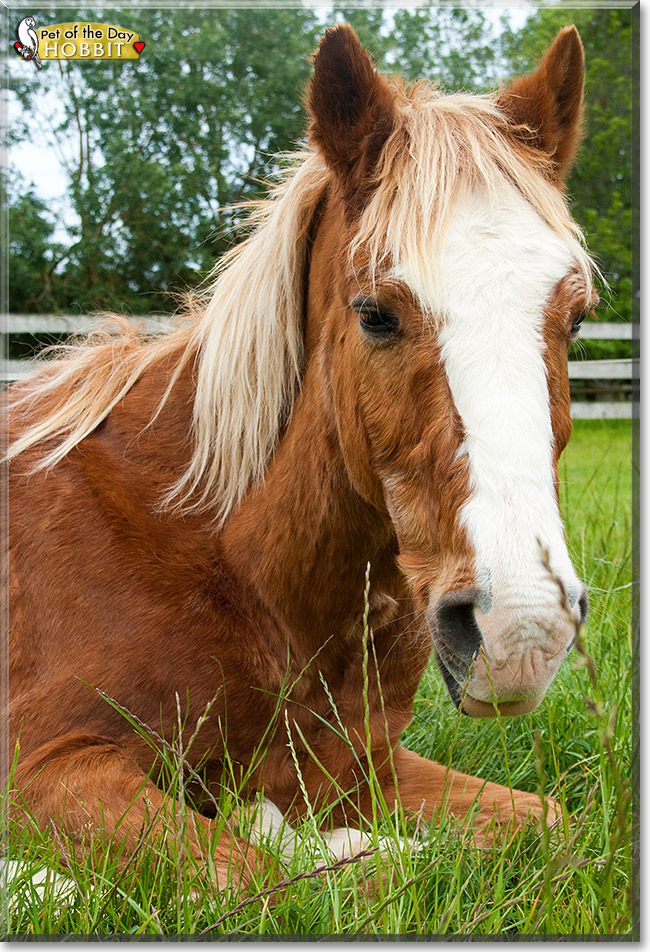 Hobbit, the Pet of the Day