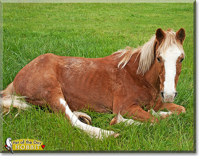 Hobbit, the Pet of the Day Hobbit, the Pet of the Day