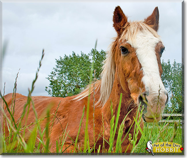 Hobbit, the Pet of the Day Hobbit, the Pet of the Day