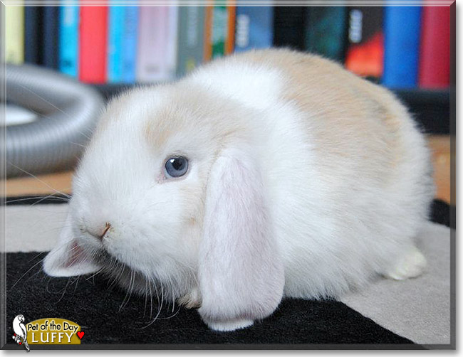Luffy, the Pet of the Day Luffy, the Pet of the Day