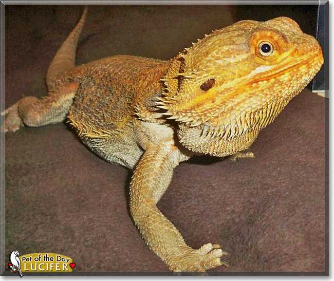 Lucifer, the Pet of the Day Lucifer, the Pet of the Day