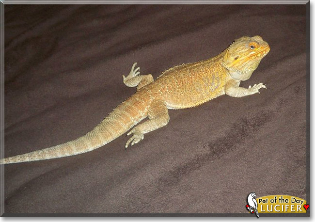 Lucifer, the Pet of the Day Lucifer, the Pet of the Day