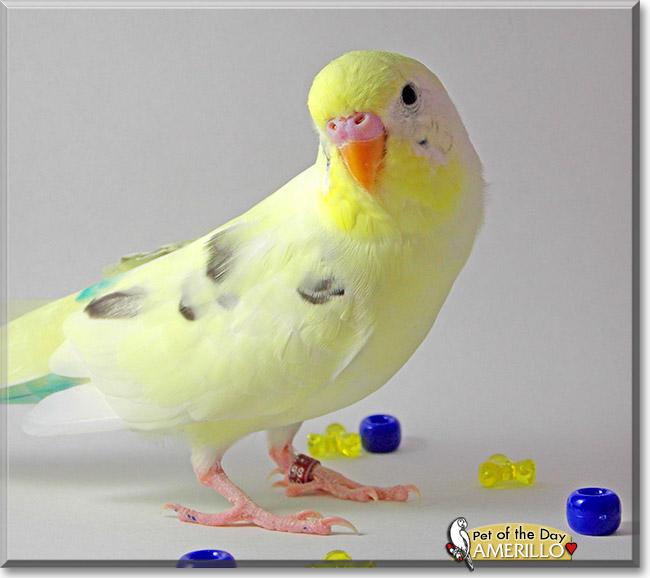 Amerillo, the Pet of the Day