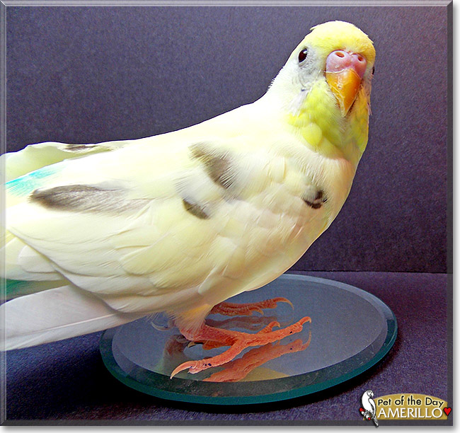 Amerillo, the Pet of the Day Amerillo, the Pet of the Day