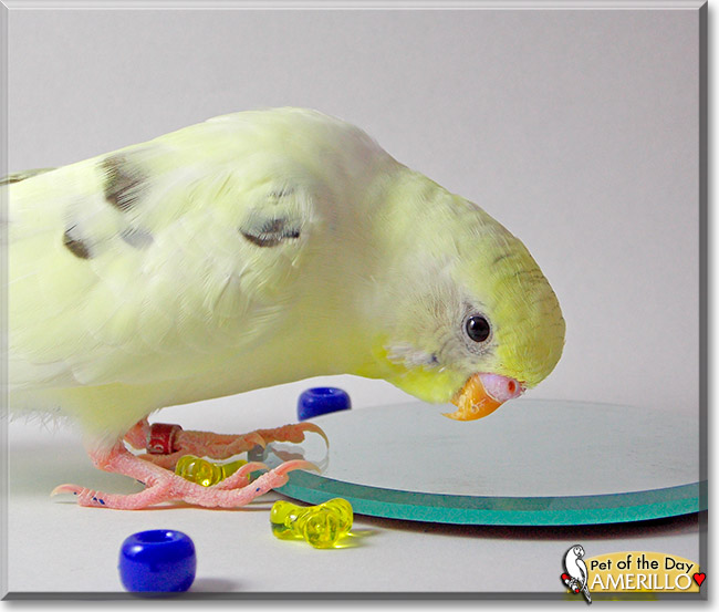 Amerillo, the Pet of the Day Amerillo, the Pet of the Day