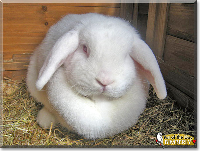 Bimberly, the Pet of the Day