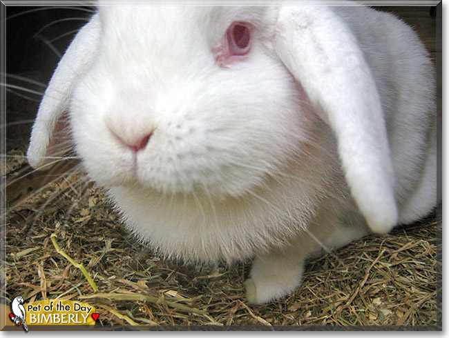 Bimberly, the Pet of the Day Bimberly, the Pet of the Day