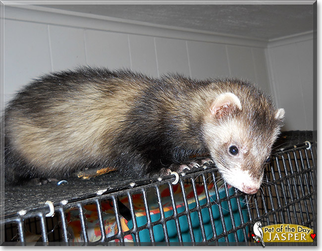 Jasper Lucius, the Pet of the Day