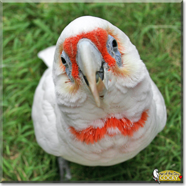 Cocky, the Pet of the Day Cocky, the Pet of the Day