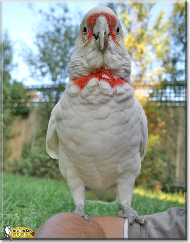 Cocky, the Pet of the Day Cocky, the Pet of the Day