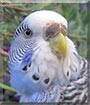 Jingles the American Budgie