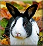 Cola the Dutch Rabbit