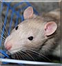 Brutality the Domesticated Brown Rat