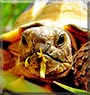 Missi the Testudo Horsfieldii
