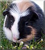 Daisy the Guinea Pig
