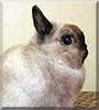 Cloud the Netherland Dwarf rabbit