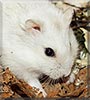 Minga the Siberian Dwarf Hamster
