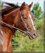 Mirai the Quarter Horse