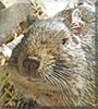 Sprocket the Degu