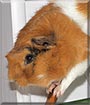 Berti the Guinea Pig