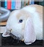 Luffy the Mini Holland Lop Rabbit