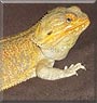 Lucifer the Fancy Bearded Dragon