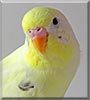 Amerillo the Budgerigar