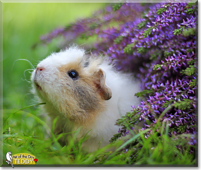Teddy, the Pet of the Day Teddy, the Pet of the Day