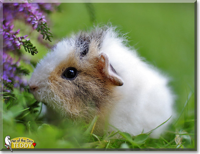 Teddy, the Pet of the Day Teddy, the Pet of the Day